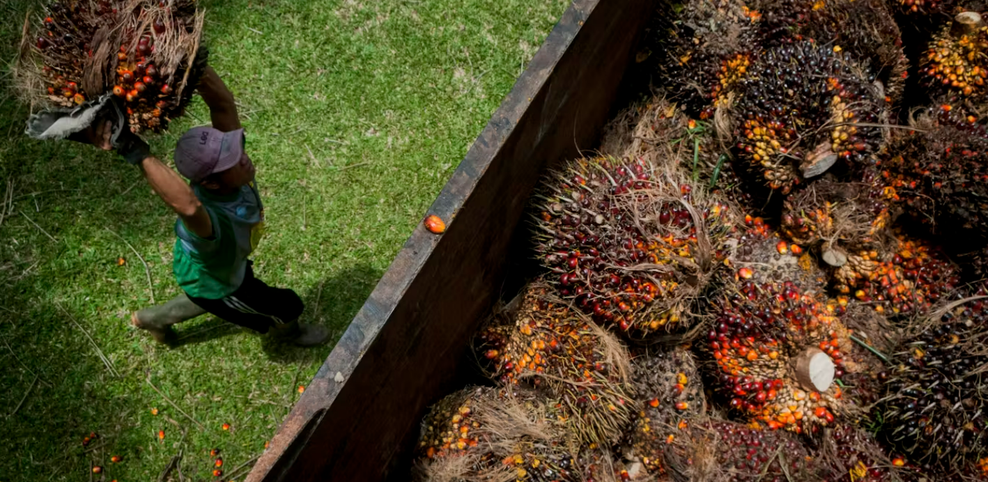 50 Juta Ton Limbah Sawit Bisa Jadi 1,6 Juta Ton Bioetanol - Sumber: The Conversation