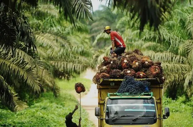 Biodiesel Sawit Berhasil Turunkan Emisi 400 Kali Lipat Sejak 2010. Sumber: Sawit Setara