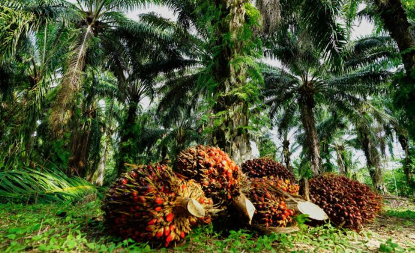 Sawit: Pilar Strategis Swasembada Pangan dan Energi Berkelanjutan Indonesia. Sumber: GAPKI